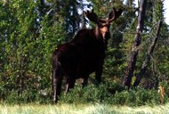 fly in canadian fishing trips